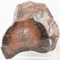 Agatized Dinosaur Tail Vertebrae Bone