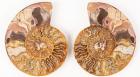 Colorful Ammonite 5 1/2 Inch Cut And Polished Pair