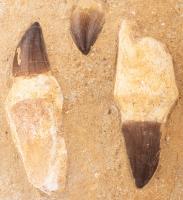 Three Large Mosasaur Teeth in Matrix