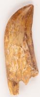 Carcharodontosaurus Dinosaur Tooth With Partial Root