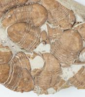 Death Assemblage of More Than a Dozen Homotelus Trilobites