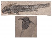 Two Different Species of Devonian Fish from the Old Red Sandstone Formation of Scotland