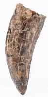 Large 3.5 Inch Albertosaurus Theropod Dinosaur Tooth