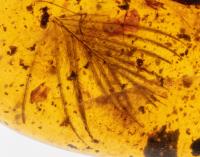 Possible Dinosaur Feather in Amber