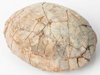 Fossil Badlands Turtle With Bite Marks