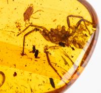 Tarantula Dipluridae and Other Insects in 100 Million Year Old Burmite Amber