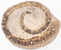 Rare Large Aegerocioceras Aberrant Ammonite From Germany