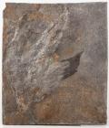 Dinosaur Footprint 6 1/2 with Claw Detail