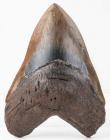 Large 5.3 Inch Megalodon Shark's Tooth with No Restoration