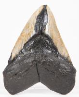 Carcharodon Megalodon Shark's Tooth, A Large 6" Specimen Boasting Unusual Coloring with Almost All Enamel Intact