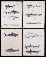 J.W. Hill. Four (4) Rare, Vintage Original, Hand Tinted, J.W. Hill Lithographs of Sharks ca. 1840