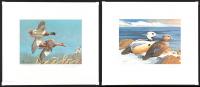Beautiful Group of 13 Signed Duck Prints 1970-87