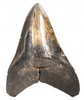 Carcharodon megalodon Shark's Tooth