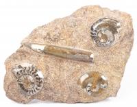 Appealing Polished Ammonite and Belemnite Fossils in Matrix.