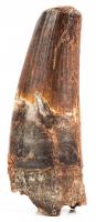 Huge 4 Â¼ Inch Long Spinosaurus Dinosaur Tooth