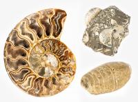 Group of Three Very Different Ammonites