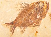 Museum Quality Ctenothrissa Fish From Lebanon