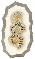 Trio of Pyritized Russian Ammonites