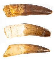 Collection of Three Spinosaurus Dinosaur Teeth