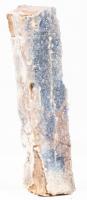 Blue Forest Petrified Wood 5 Inch Section