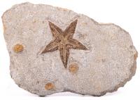 Excellent 3 Â½ Inch Starfish Plus Three Edrioasteroids from Morocco