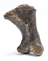 Rare Triceratops Juvenile Metatarsal Bone