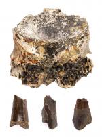 Important T-Rex Vertebra and Teeth Fragments