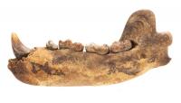 Complete Cave Bear Jaw