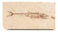 Predatory Viper Fish Europholis Fossil from Lebanon