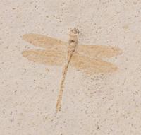 150 Million Year Old Dragonfly from Eichstat