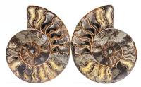 Large Colorful Ammonite Cut Pair