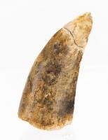 Albertosaurus Dinosaur Tooth