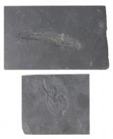 Two Excellently Detailed 325 Million Year Old Crinoids