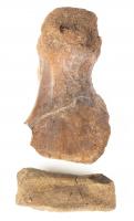 Duckbill Dinosaur Toe Bone and Metatarsal