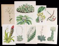 Multiple Artists, 19th Century. Eleven (11) Horticultural Engravings.