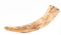 19th Century Buffalo Hunter's Powder Horn with Carved Plug Found Near Niobrara River South of Gordon, Nebraska in the 19