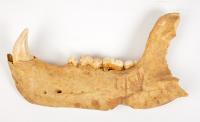 Cave Bear Jaw