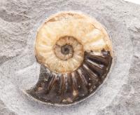 Calcified Ammonite from Lyme Regis England