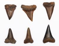 6 Fossilized Mako Shark's Teeth