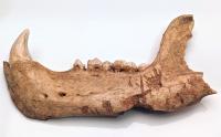 Cave Bear Jaw - 2