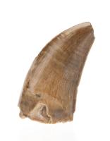 Juvenile 1 1/8 Inch T-Rex Tooth