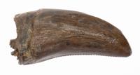 Baby 0.6 Inch Pre-Maxillary T-Rex Tooth