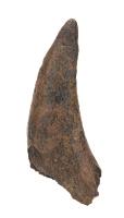 Juvenile 8 Inch Long Triceratops Brow Horn