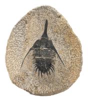 Unusual 4.5 Inch, 385 Million Year Old Psychopyge Trilobite