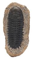 Distinctive 4 Inch, 400 Million Year Old Crotalocephalus Trilobite