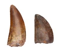 Two Premium Quality Carcharodontosaurus Dinosaur Teeth