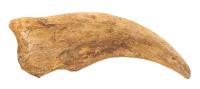 Huge 6.5 Inch Suchomimus Theropod Hand Claw