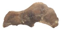 Large Edmontosaurus Duckbill Dinosaur Jaw