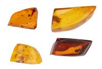 Spider, Pseudoscorpion, Millipede and Stingless Bee In Dominican Amber
