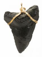 Genuine Megalodon Tooth in Excellent Condition with 10K Yellow Gold Wire Mount to be Worn as a Pendant